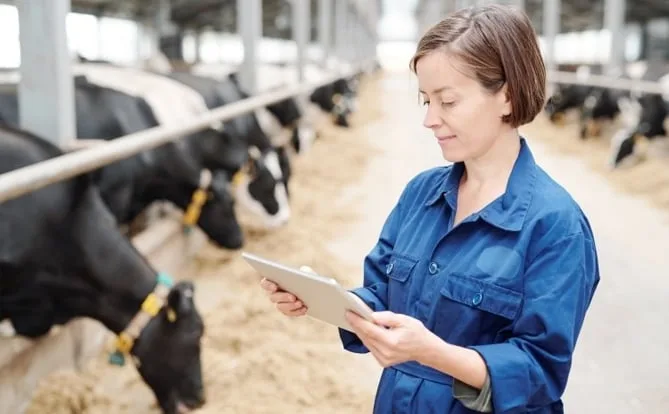 Woman using a tablet beside cows in a dairy barn